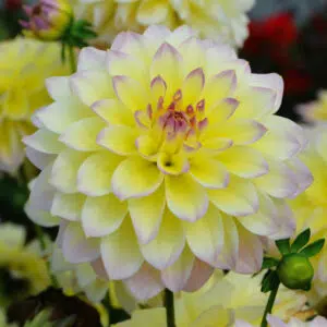 Dahlia nain double Cherry Cream