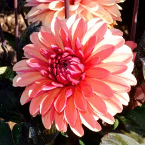 Dahlia nain double Clemenvilla