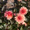 Dahlia nain double Clemenvilla