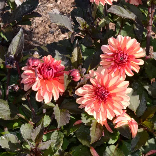 Dahlia nain double Clemenvilla