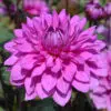 Dahlia nain double Cointreaupolitain