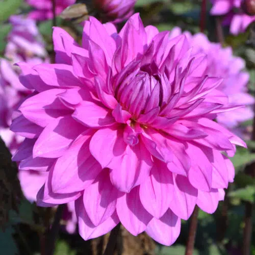 Dahlia nain double Cointreaupolitain