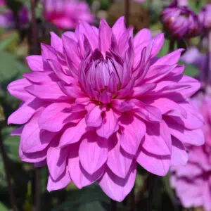 Dahlia nain double Cointreaupolitain