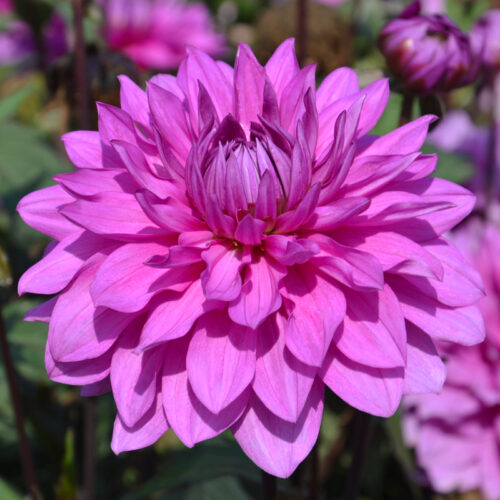 Dahlia nain double Cointreaupolitain