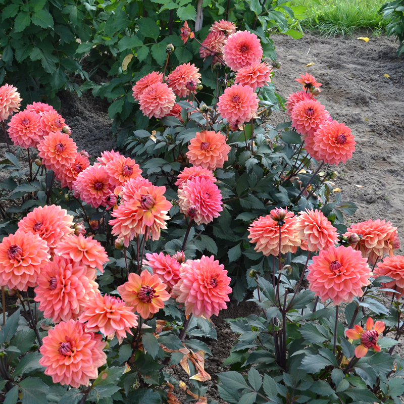 Dahlia nain double Domaine de Chaumont sur Loire