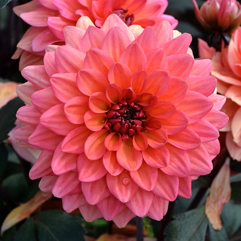 Dahlia nain double Domaine de Chaumont sur Loire