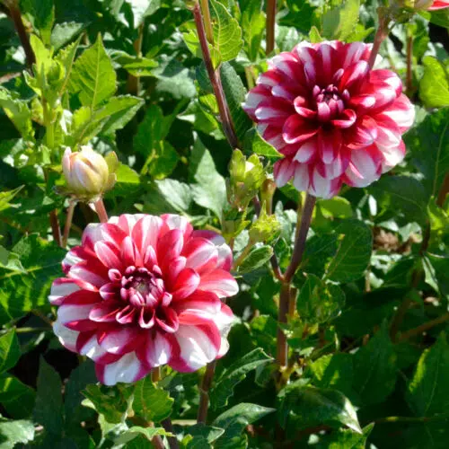 Dahlia Nain Double Jamaica