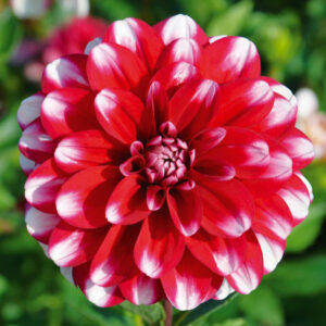 Dahlia Nain Double Jamaica