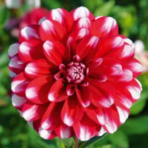 Dahlia Nain Double Jamaica