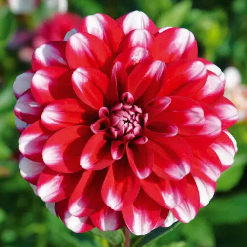 Dahlia Nain Double Jamaica