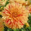 Dahlia nain double Janeiro
