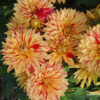 Dahlia nain double Janeiro