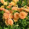 Dahlia nain double Janeiro