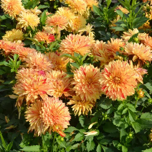 Dahlia nain double Janeiro