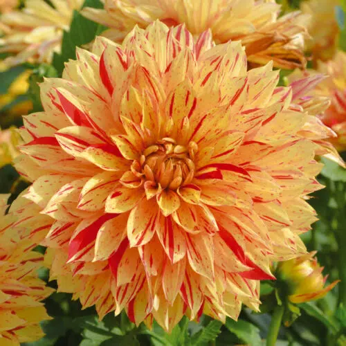 Dahlia nain double Janeiro