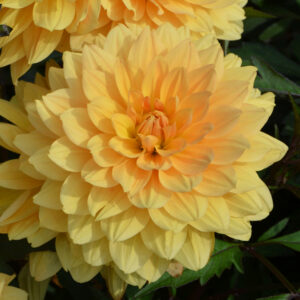 Dahlia Nain Double L'Aubance