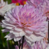 Dahlia Nain Double Le Thoureil