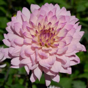 Dahlia Nain Double Le Thoureil