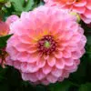 Dahlia Nain Double Macaron