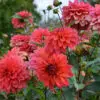 Dahlia nain double Maia