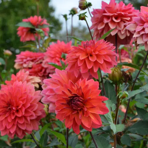 Dahlia nain double Maia