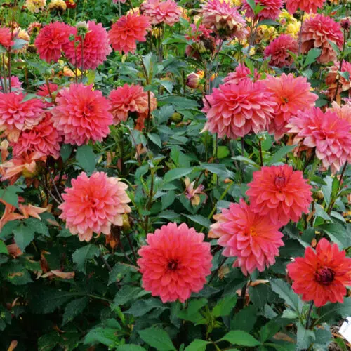 Dahlia nain double Maia