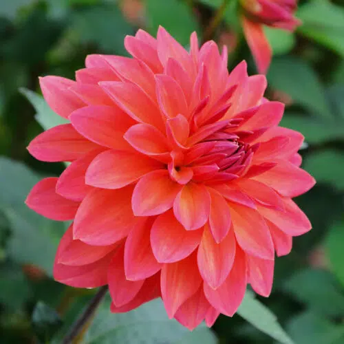 Dahlia nain double Maia