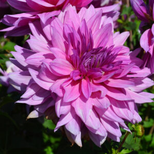 Dahlia nain double Mainau Romance