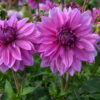 Dahlia nain double Mainau Romance