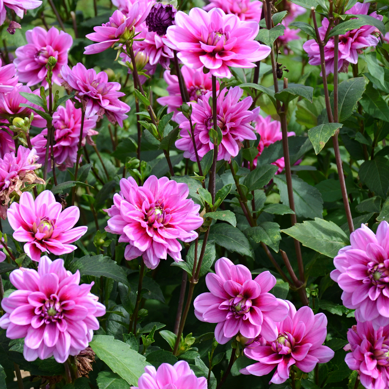 Dahlia nain double Marée Bleue
