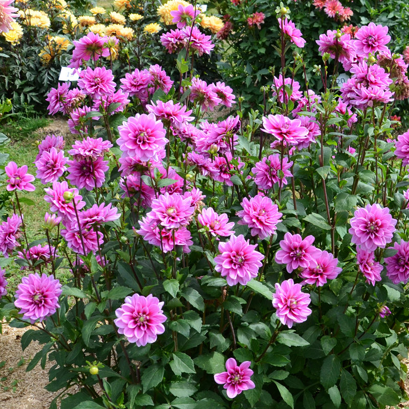 Dahlia nain double Marée Bleue