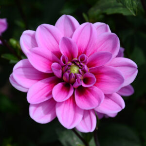 Dahlia nain double Marée Bleue