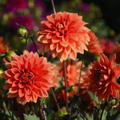 Dahlia nain double Messine