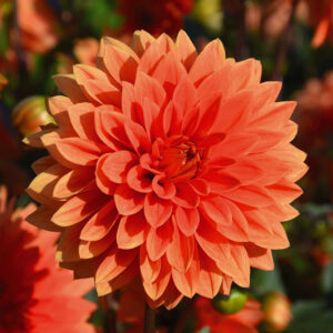 Dahlia nain double Messine