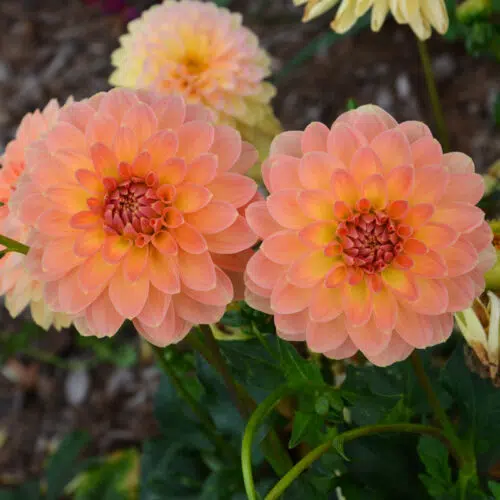 Dahlia nain double Péché Mignon