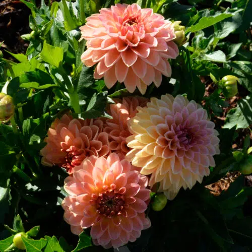 Dahlia nain double Péché Mignon