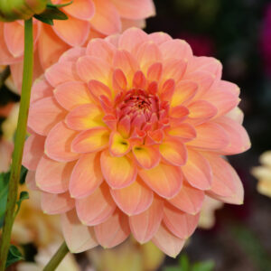 Dahlia nain double Péché Mignon