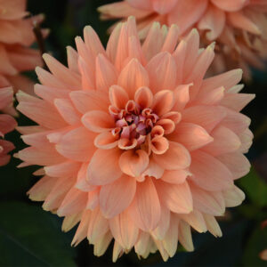Dahlia Nain Double Saint Florent Le Vieil