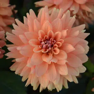 Dahlia Nain Double Saint Florent Le Vieil