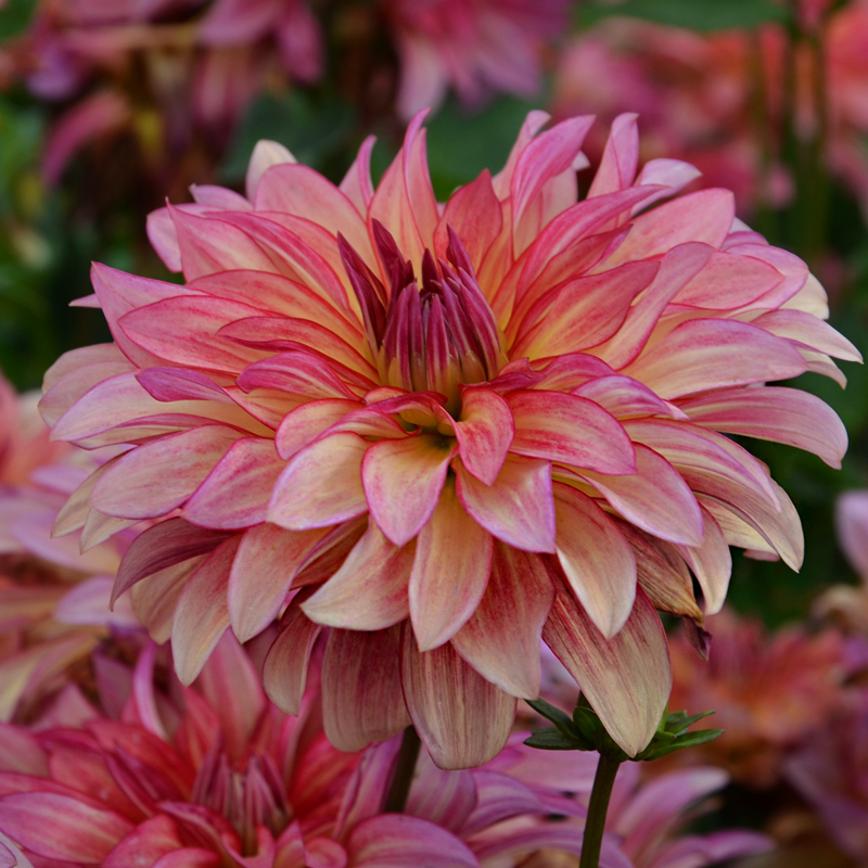 Dahlia Nain Double Soleil Sur Loire
