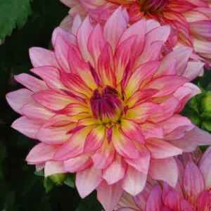 Dahlia Nain Double Soleil Sur Loire