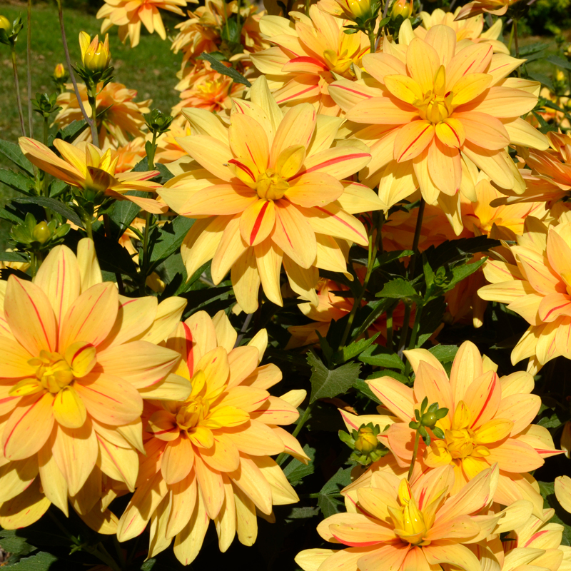 Dahlia Nain Double Tequila Sunrise