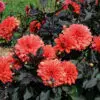 Dahlia nain double Terra Botanica