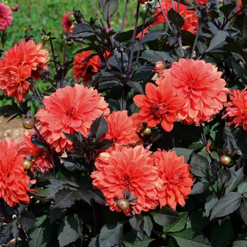 Dahlia nain double Terra Botanica