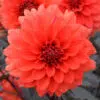Dahlia nain double Terra Botanica