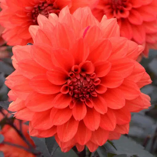 Dahlia nain double Terra Botanica