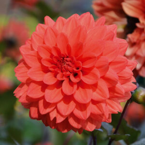 Dahlia nain double Terra Botanica