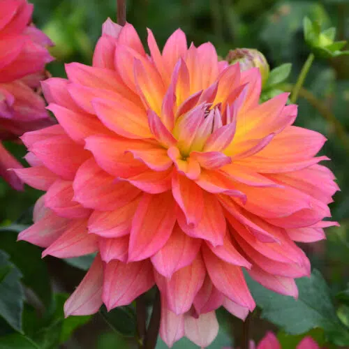 Dahlia nain double Tricolor