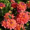 Dahlia nain double Tricolor