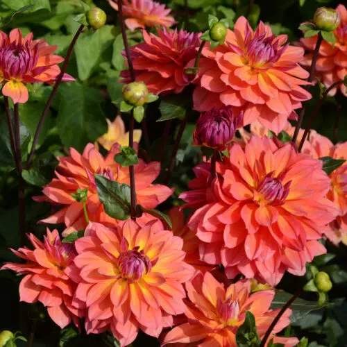 Dahlia nain double Tricolor